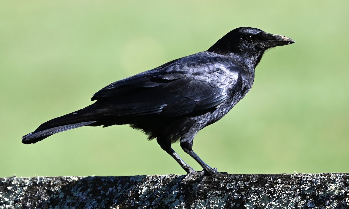 Amerikakrähe - ML645831951