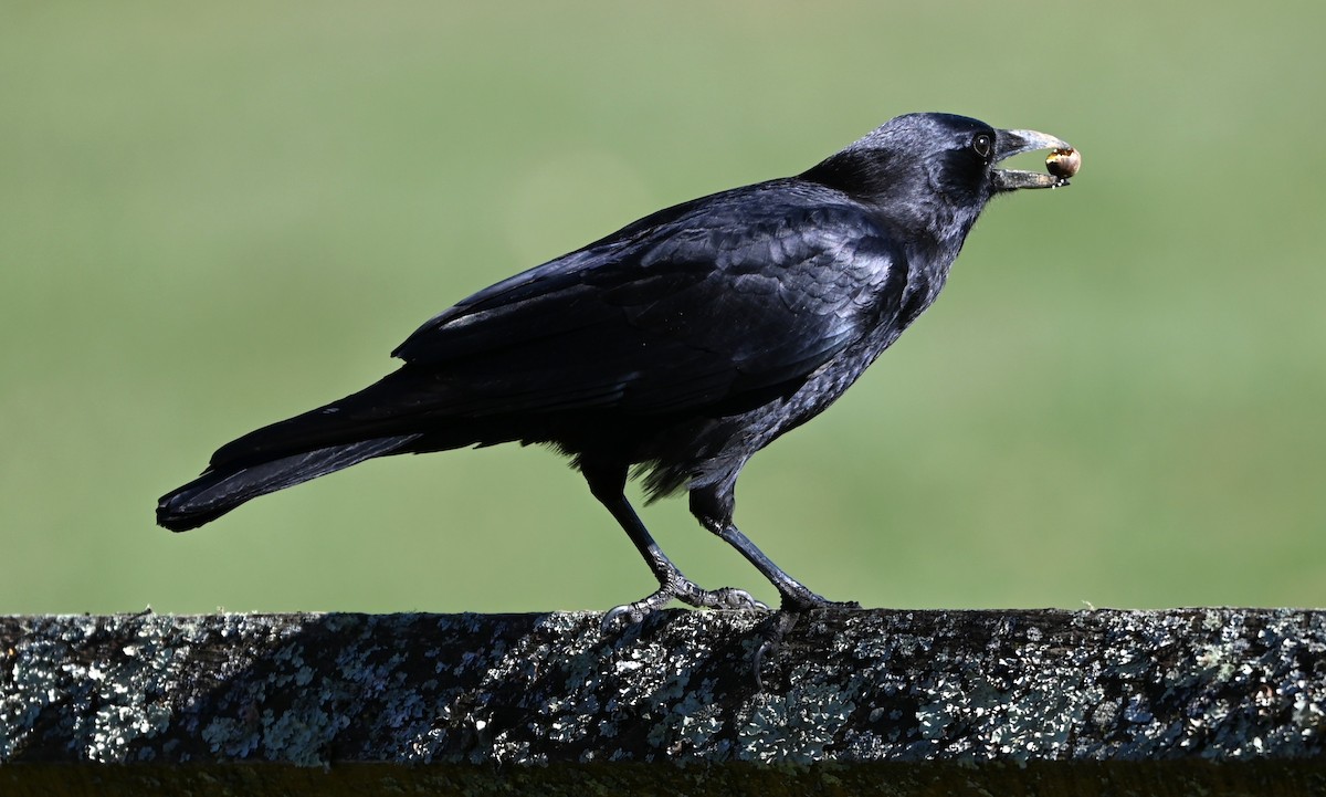 Amerikakrähe - ML645831952