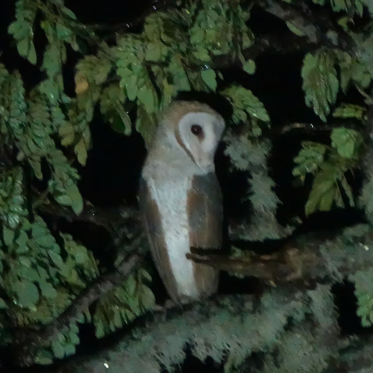 Australschleiereule - ML645831953