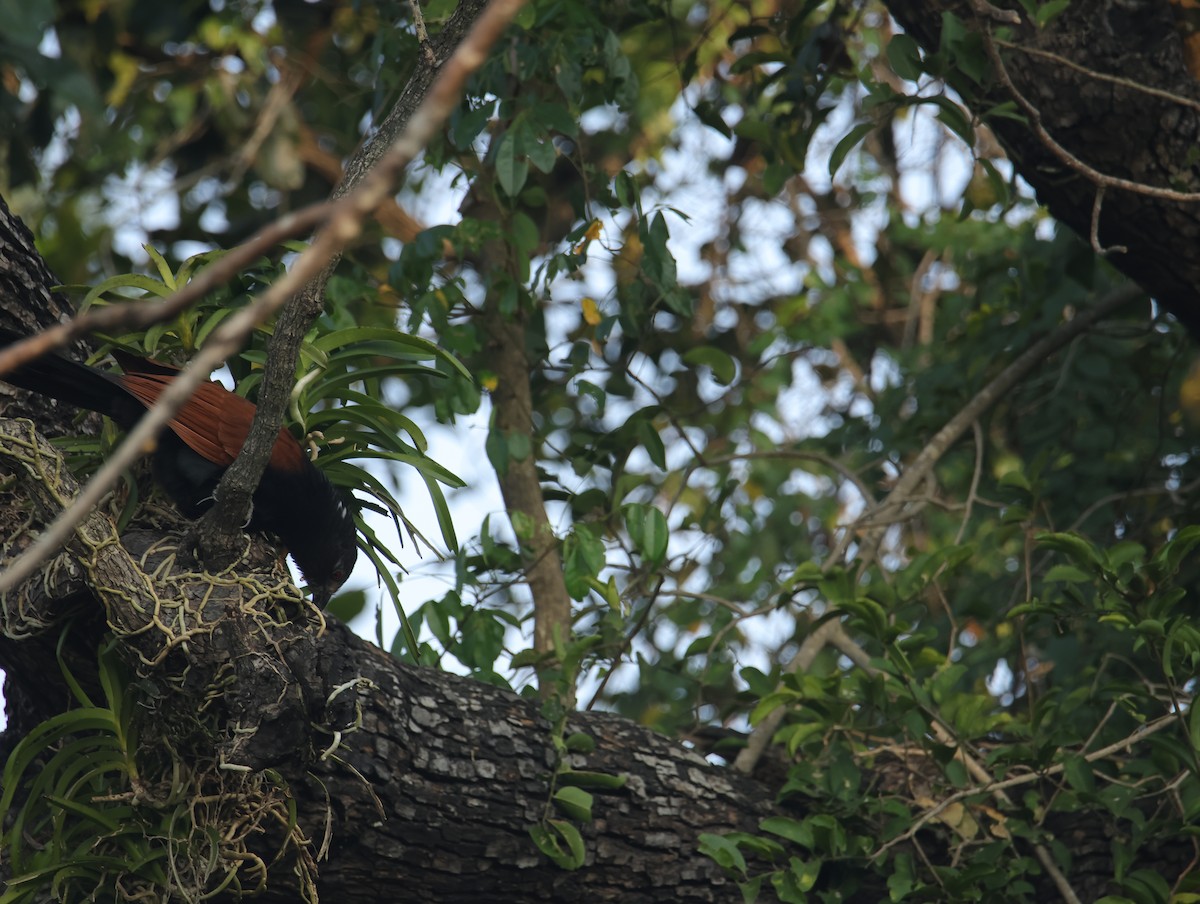 Heckenkuckuck - ML645831954