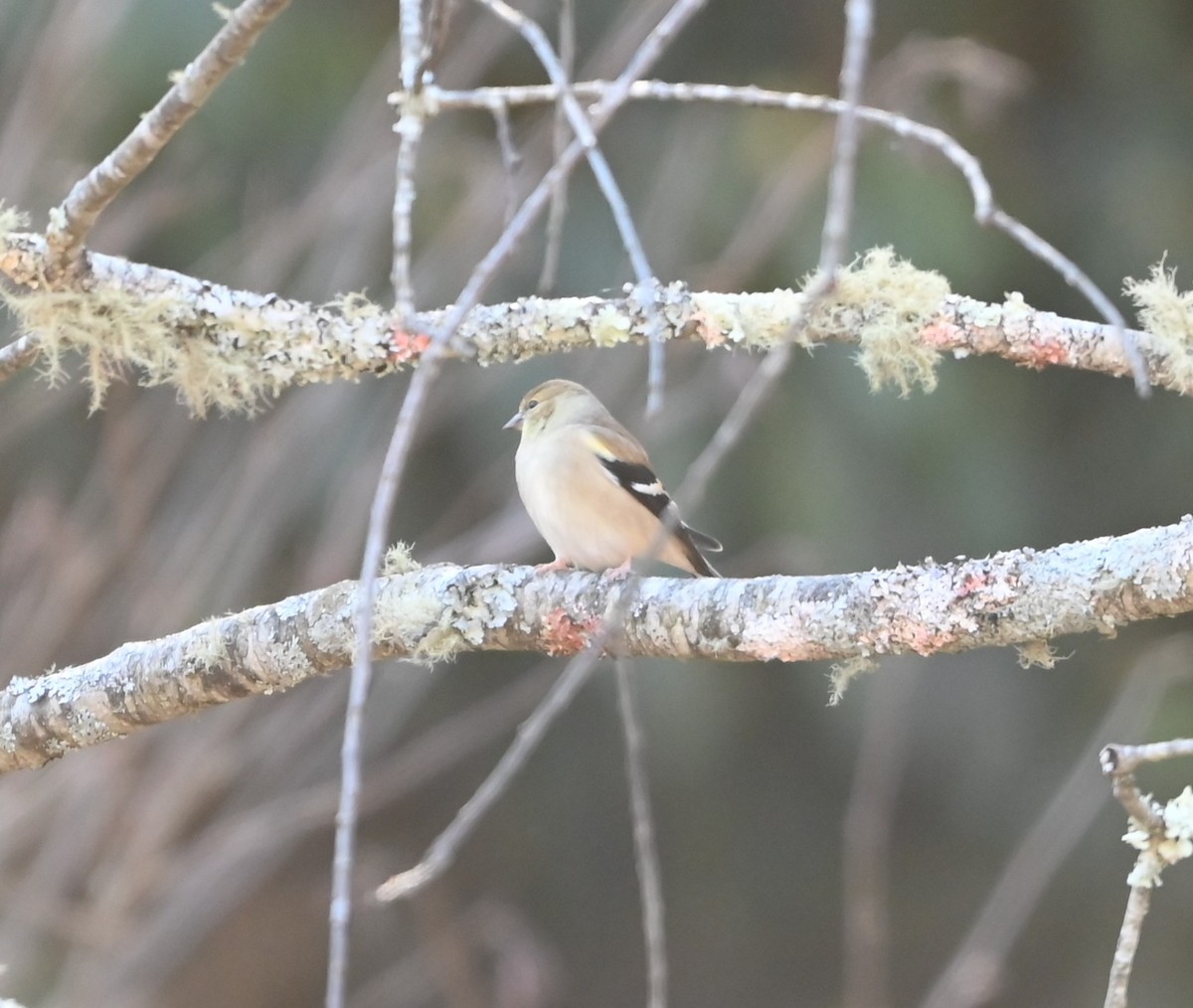 Goldzeisig - ML645831955