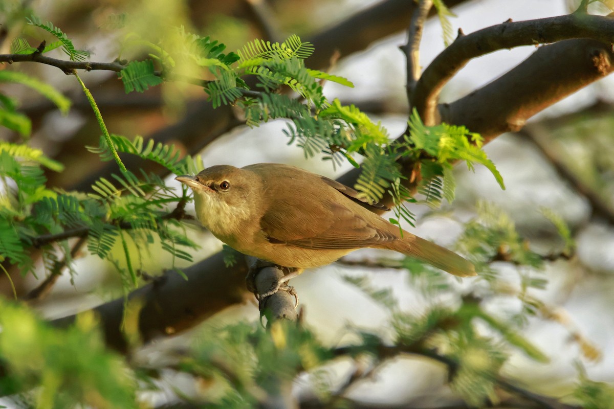Stentorrohrsänger - ML645831956