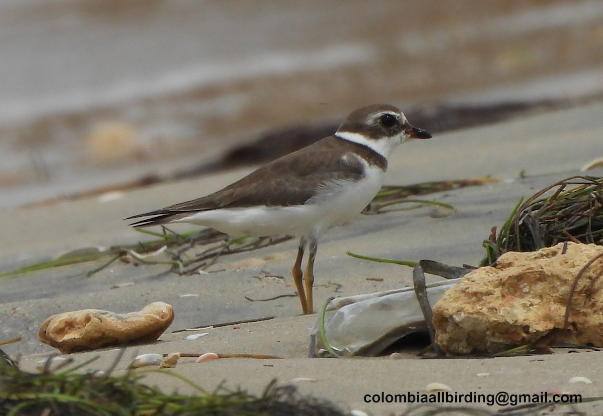 Eskimoregenpfeifer - ML645831957