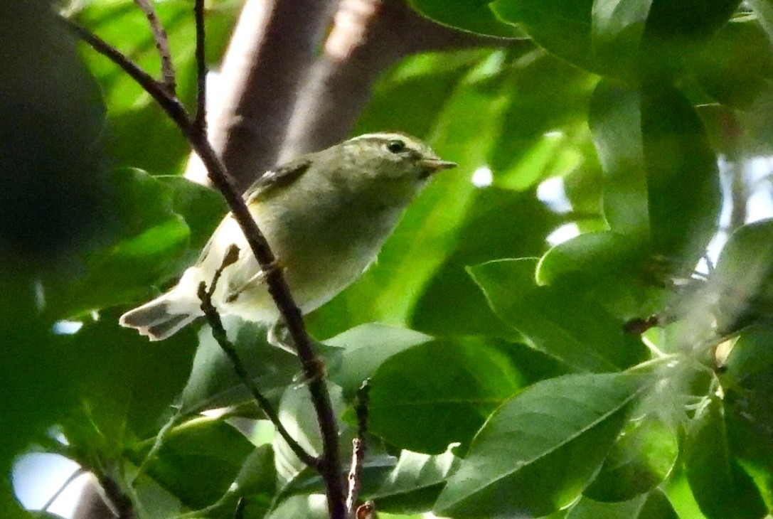 Gelbbrauen-Laubsänger - ML645831958
