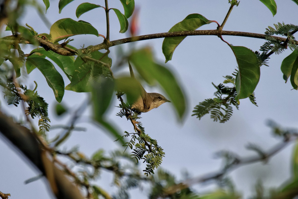 Klappergrasmücke - ML645831959