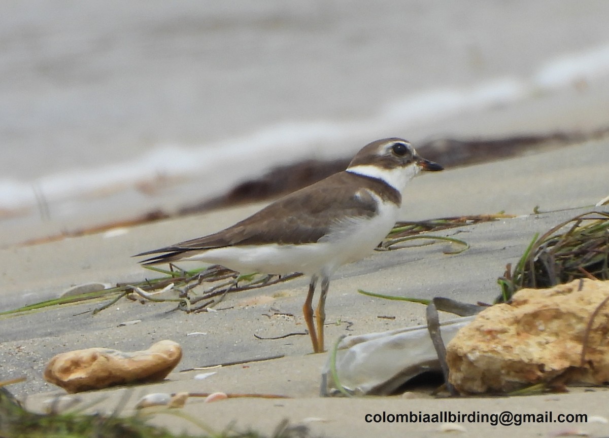 Eskimoregenpfeifer - ML645831960