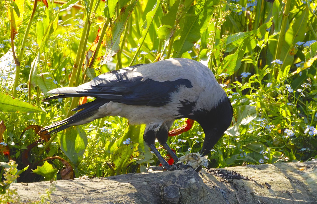 Nebelkrähe - ML645831961