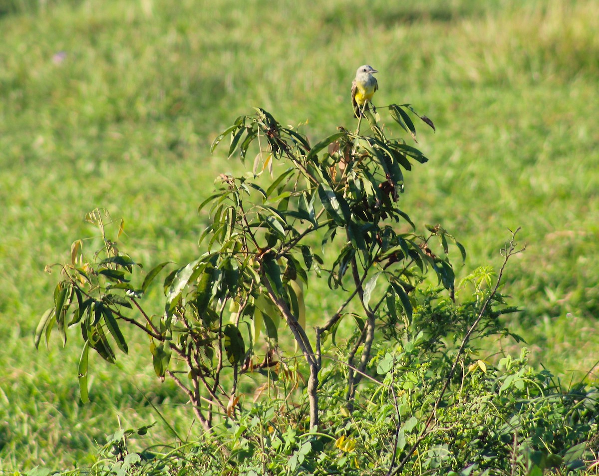 Trauerkönigstyrann - ML645831963