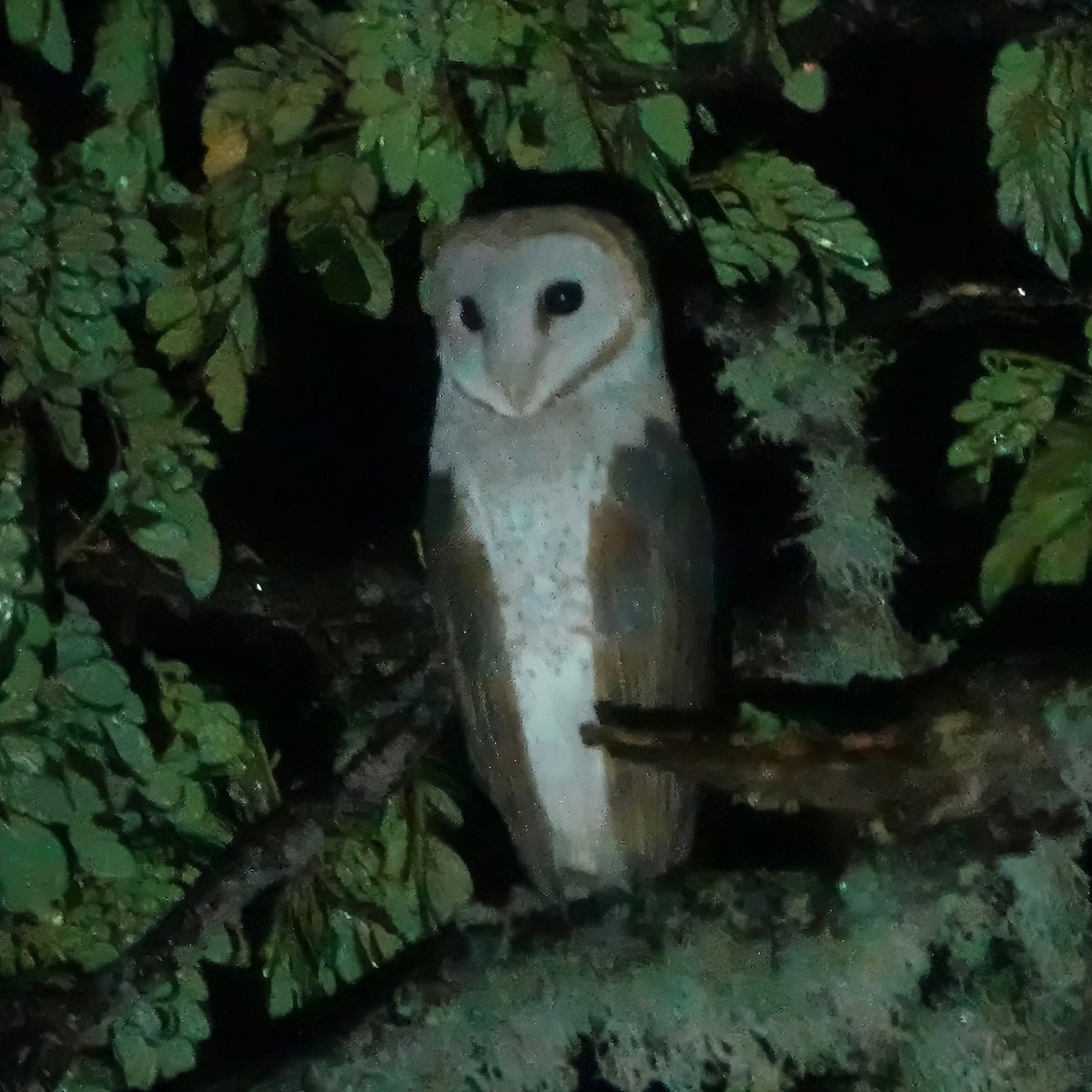 Australschleiereule - ML645831965