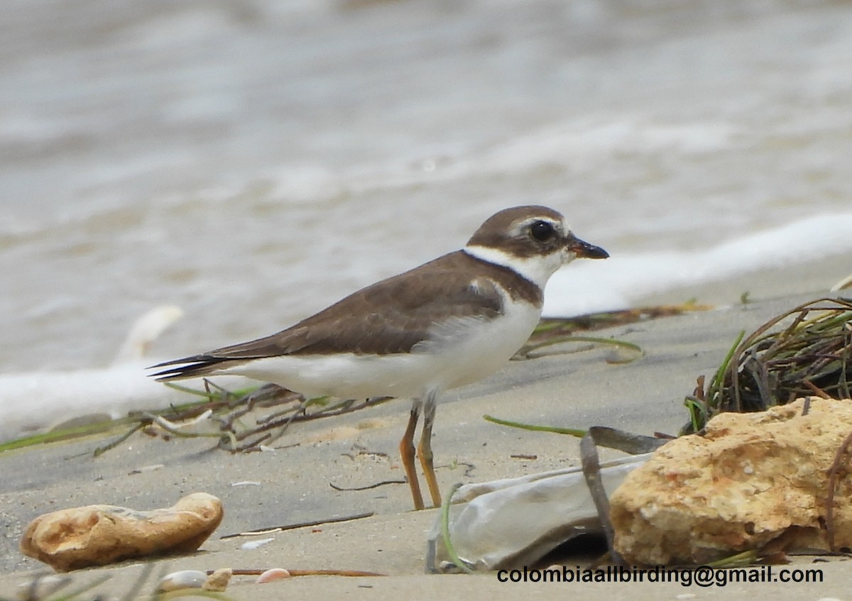 Eskimoregenpfeifer - ML645831966