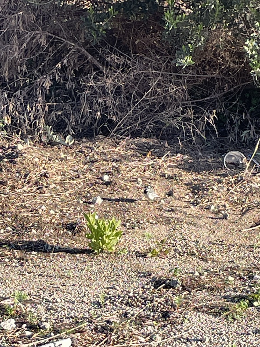 Bachstelze - ML645831967