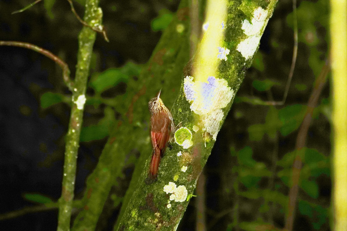 Lanzettstrichel-Baumsteiger - ML645831968