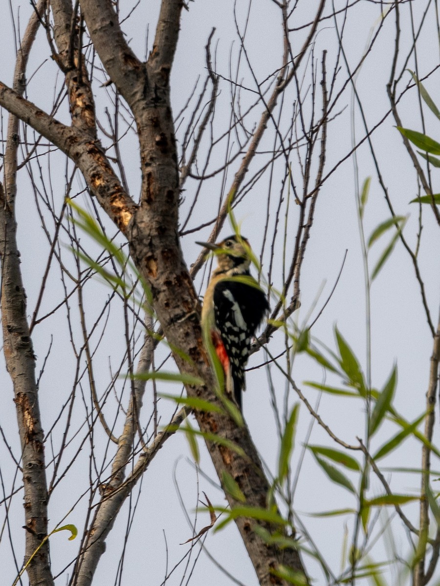 strakapoud velký - ML645831970