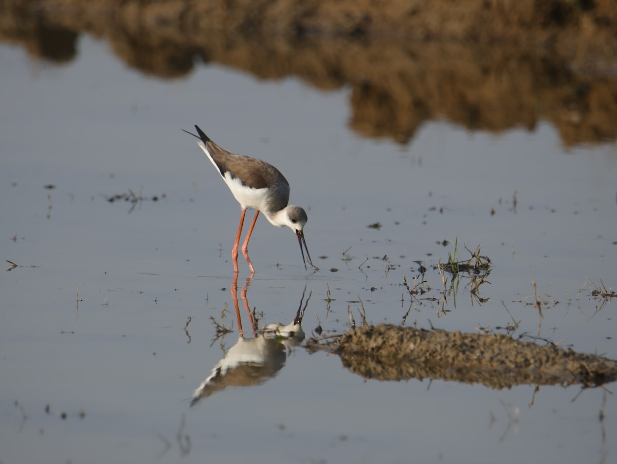セイタカシギ - ML645831971