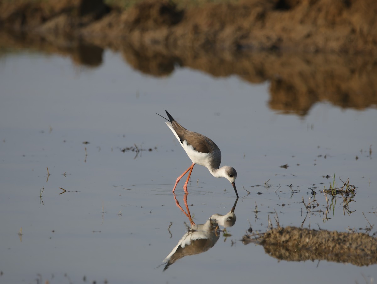 セイタカシギ - ML645831973