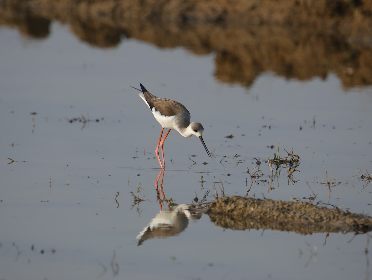 セイタカシギ - ML645831974