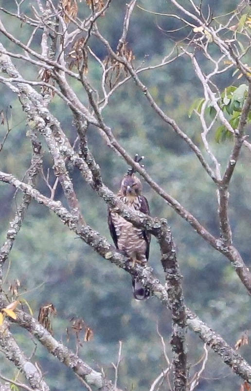 クマタカ - ML645831975