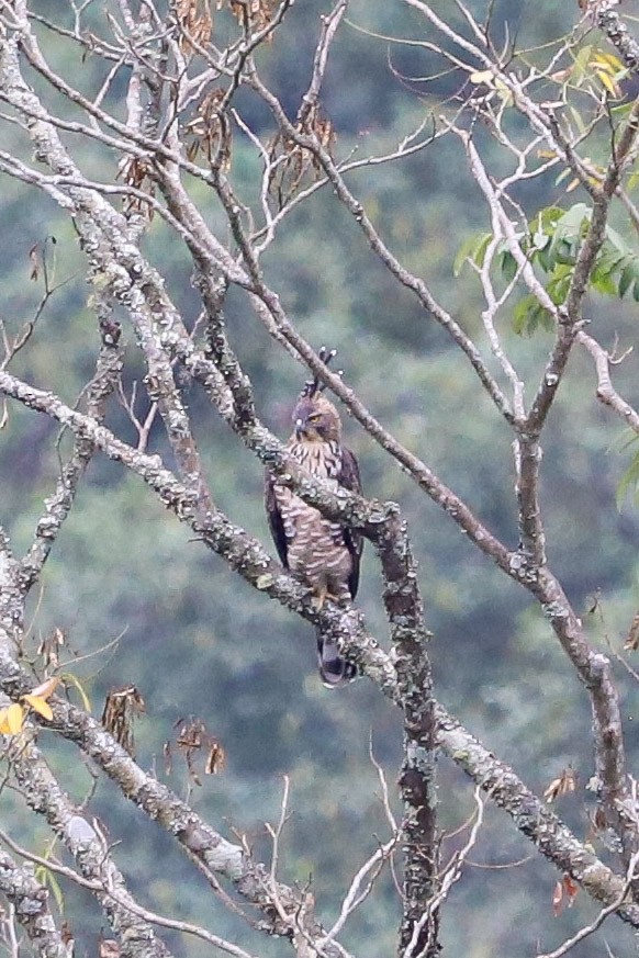 クマタカ - ML645831976