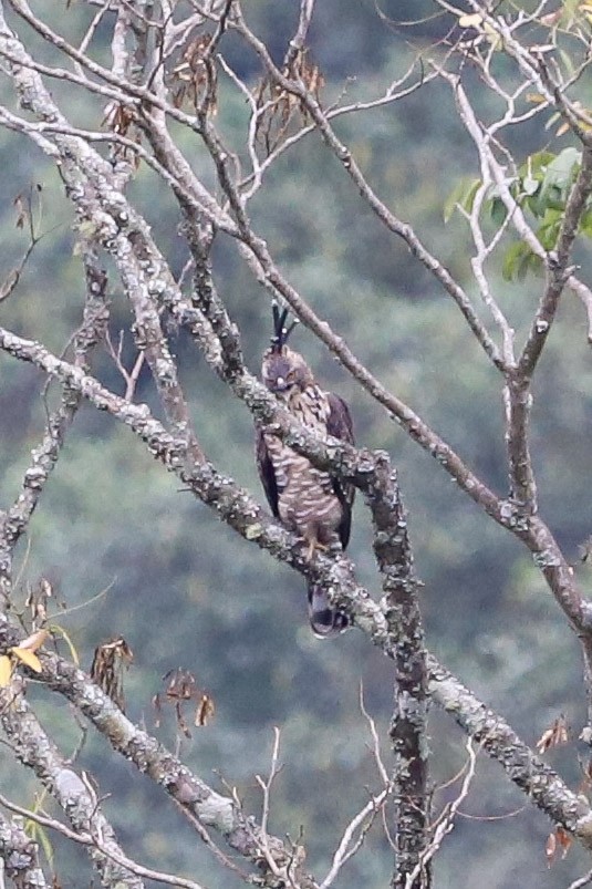 クマタカ - ML645831977