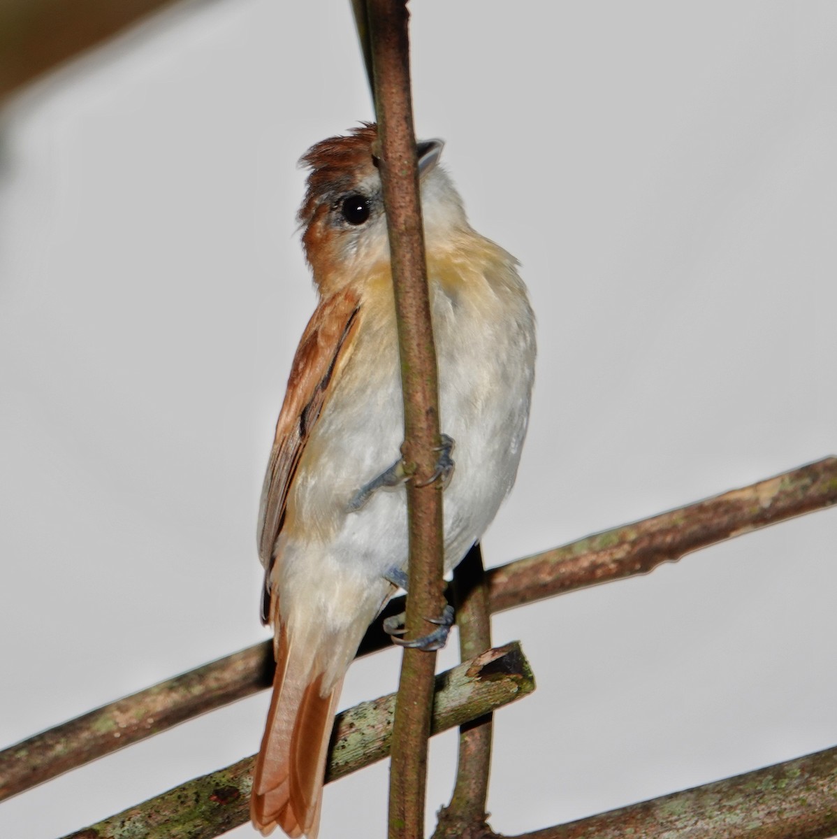 メスアカカザリドリモドキ - ML645831978