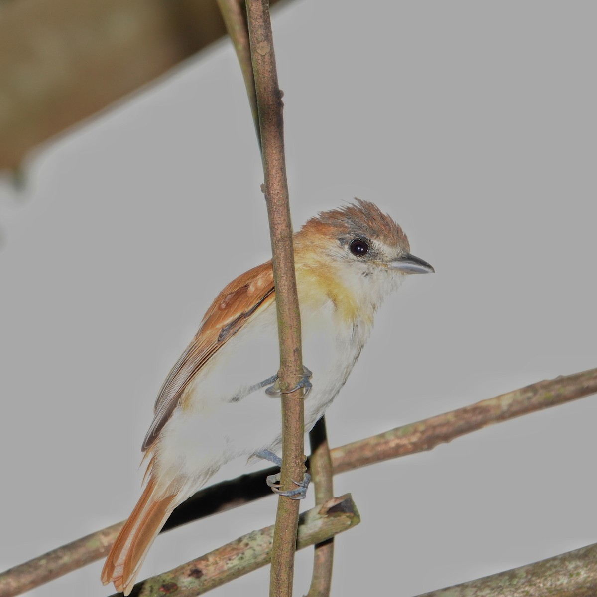 メスアカカザリドリモドキ - ML645831979