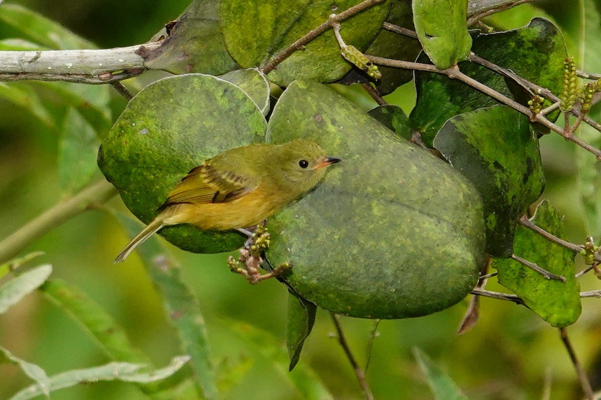 チャバラオリーブハエトリ - ML645831982