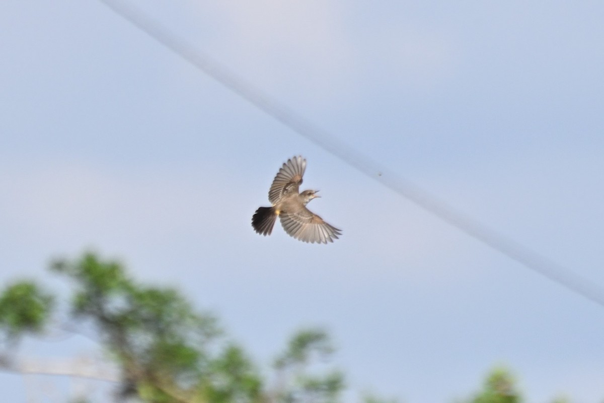 Vermilion Flycatcher - ML645831984