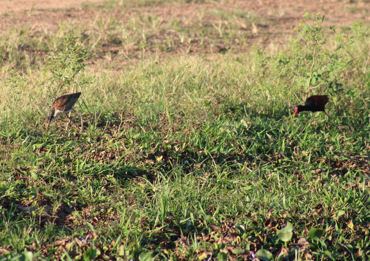 ナンベイレンカク - ML645831985