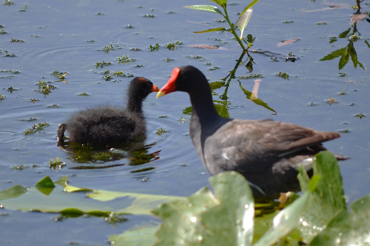 アメリカバン - ML645831986