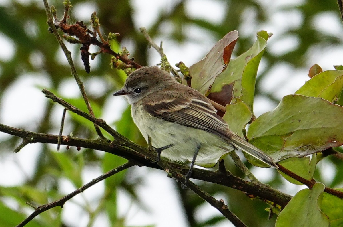 Mouse-colored Tyrannulet - ML645831987