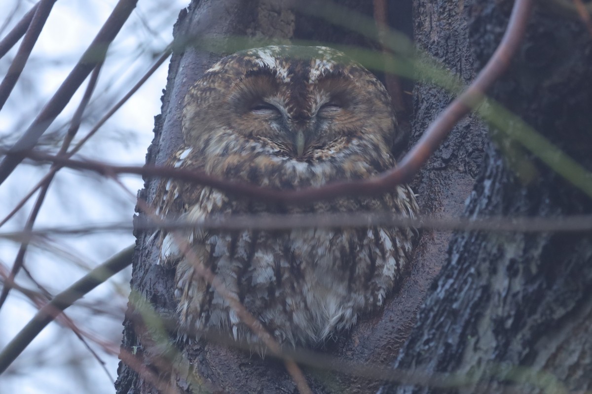 モリフクロウ - ML645831988