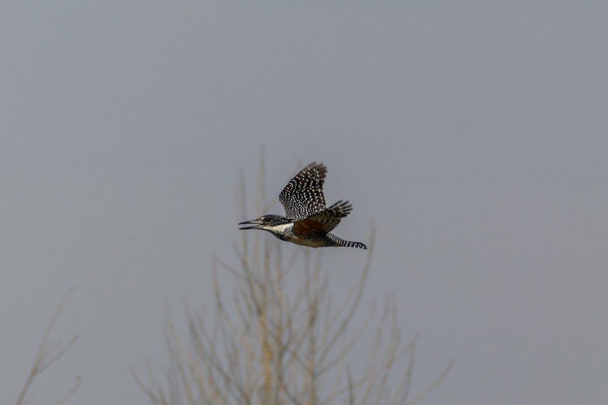 ヤマセミ - ML645831989