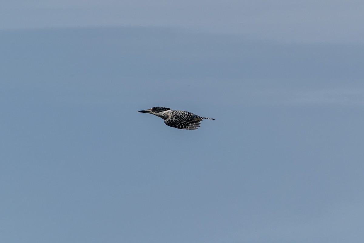 ヤマセミ - ML645831991