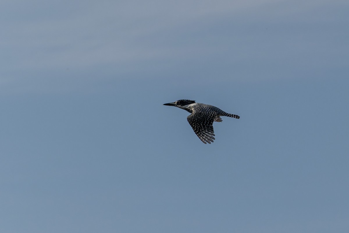 ヤマセミ - ML645831992