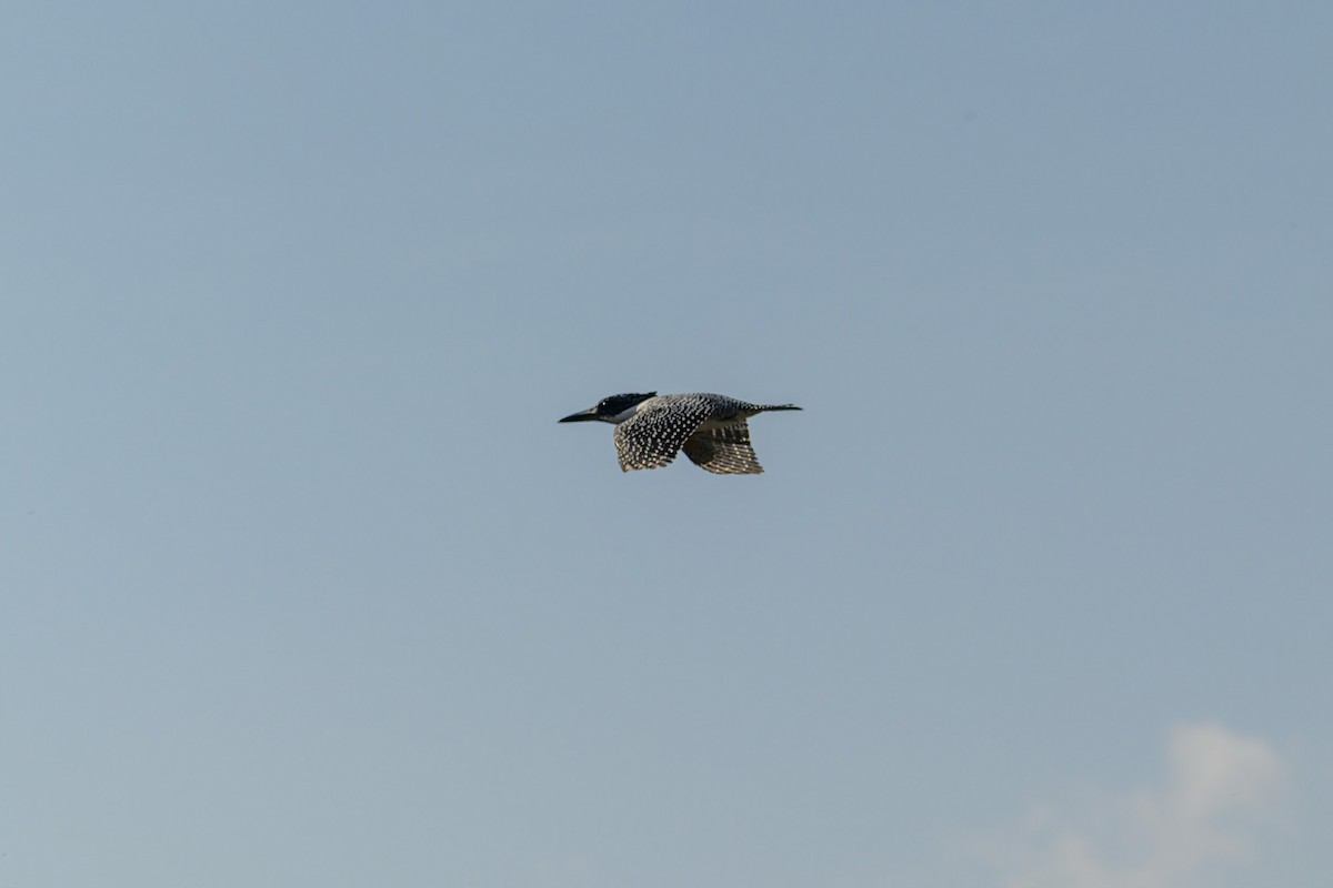 ヤマセミ - ML645831993