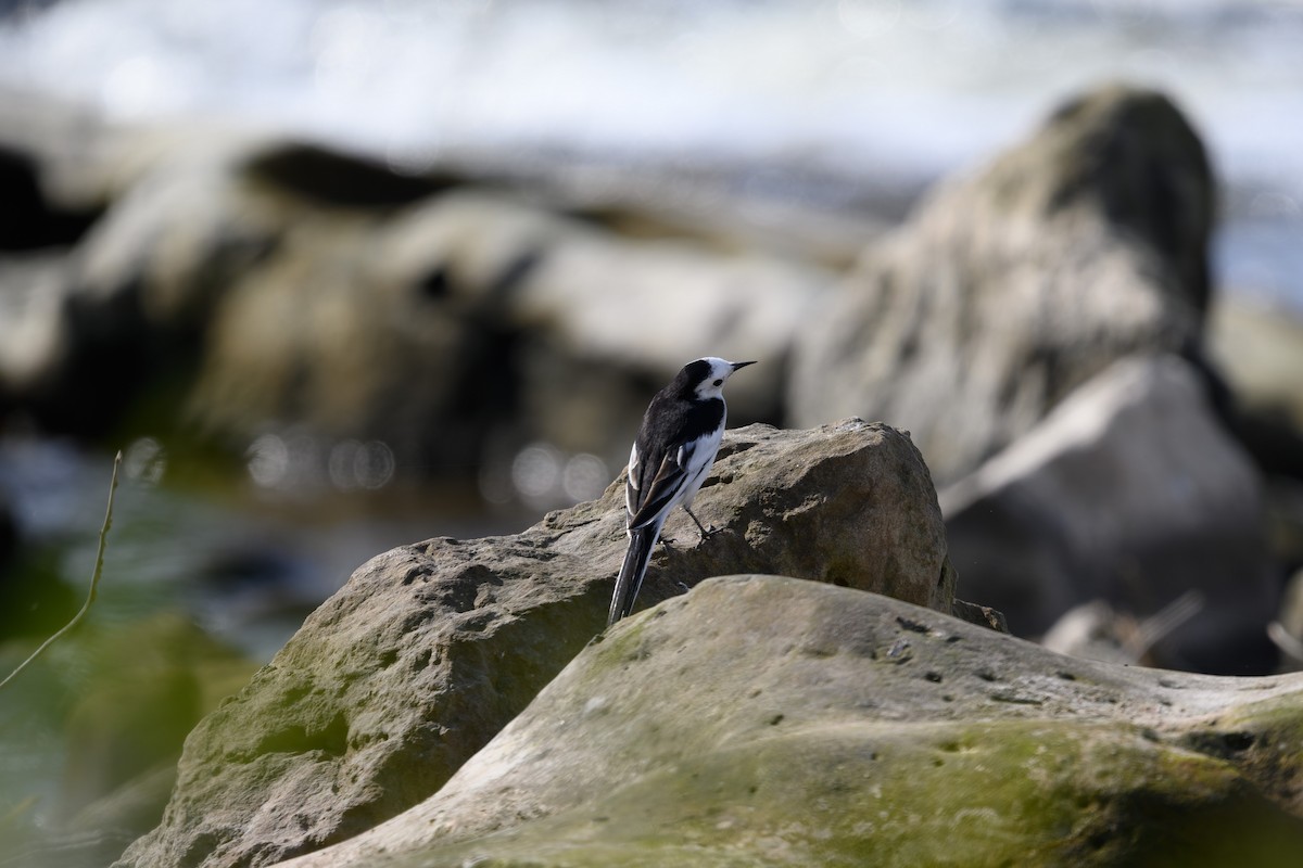 ハクセキレイ - ML645831994