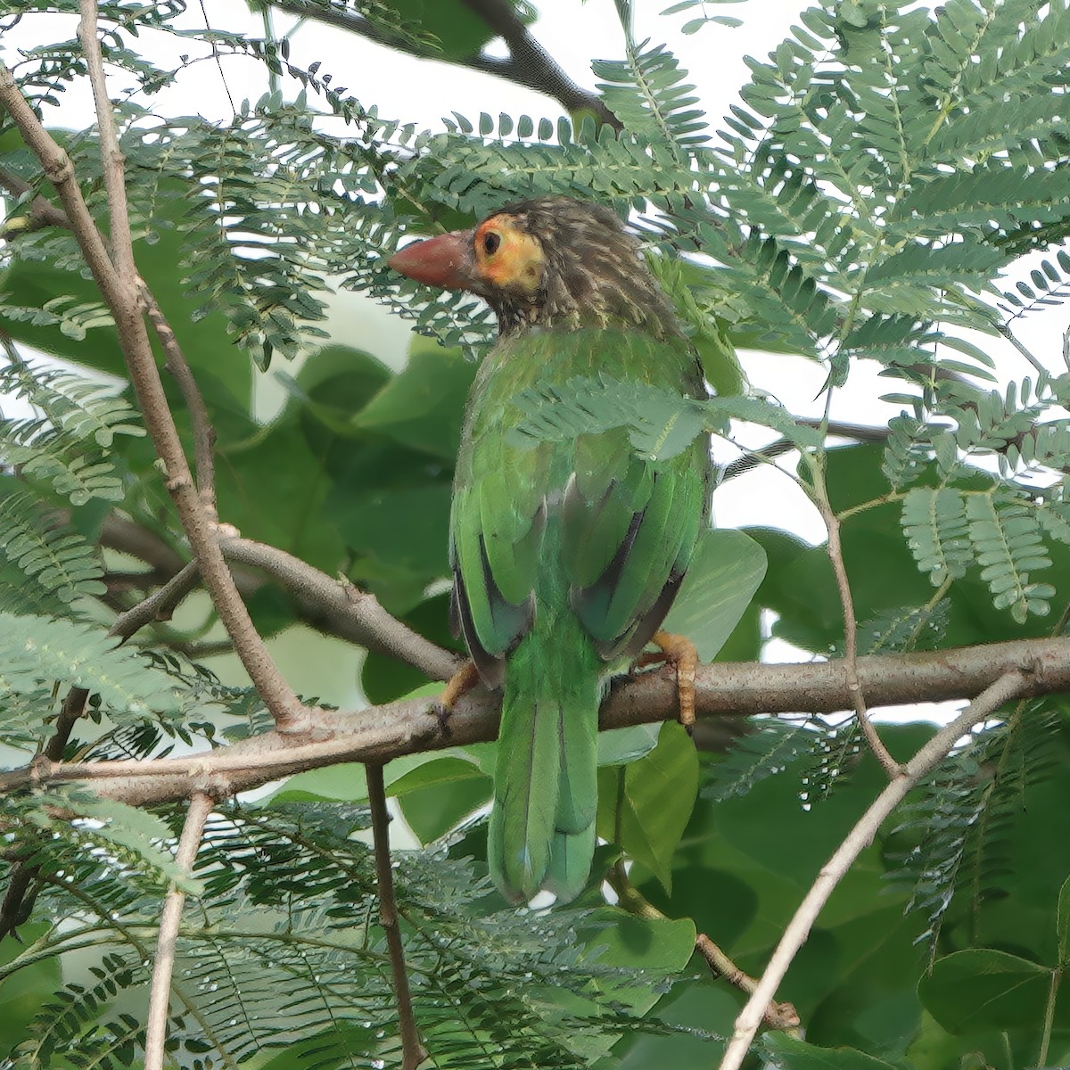 ミドリオオゴシキドリ - ML645831995