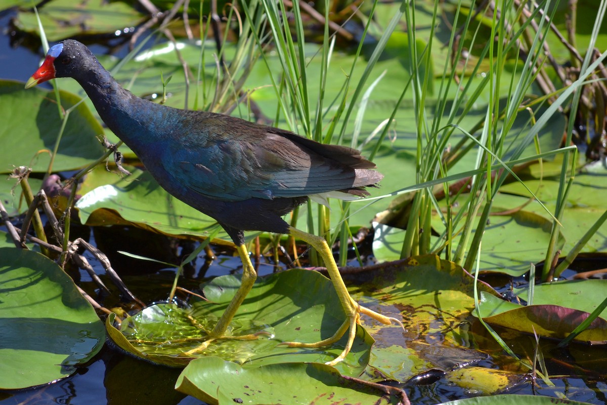 アメリカムラサキバン - ML645831996