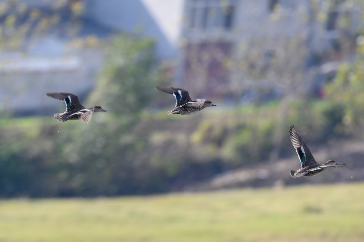 コガモ - ML645831997