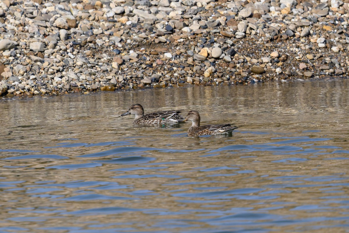 コガモ - ML645831998