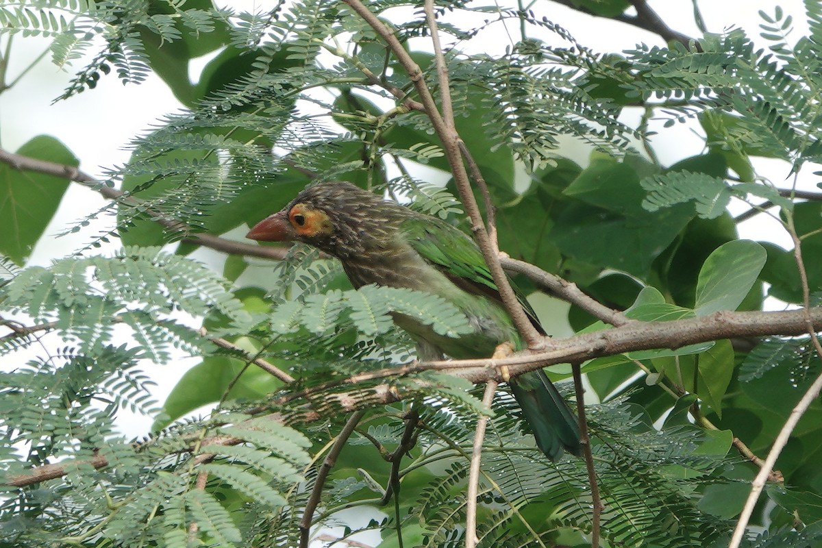 ミドリオオゴシキドリ - ML645831999