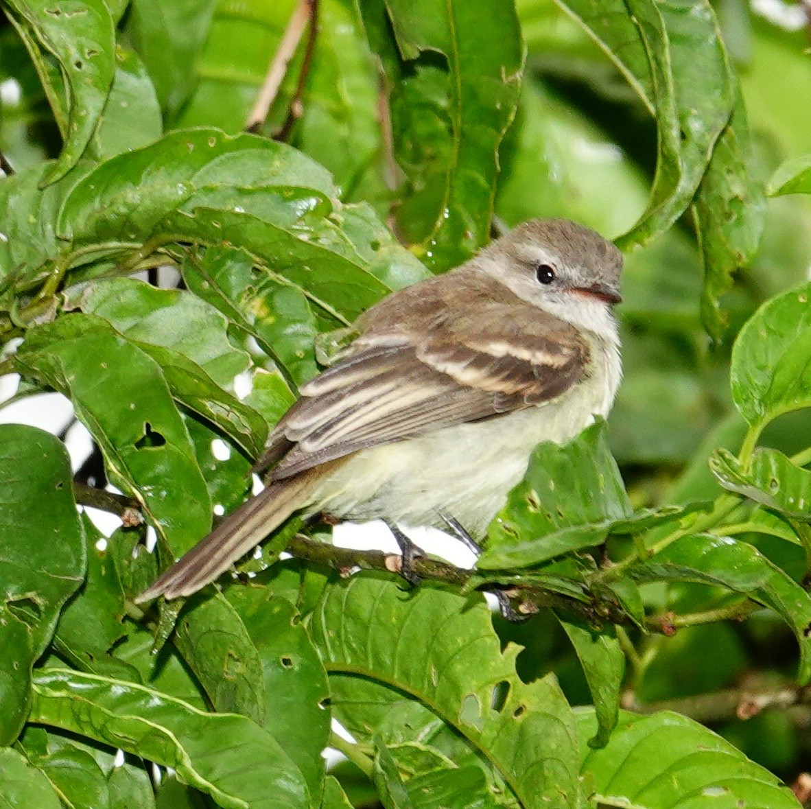 Mouse-colored Tyrannulet - ML645832000