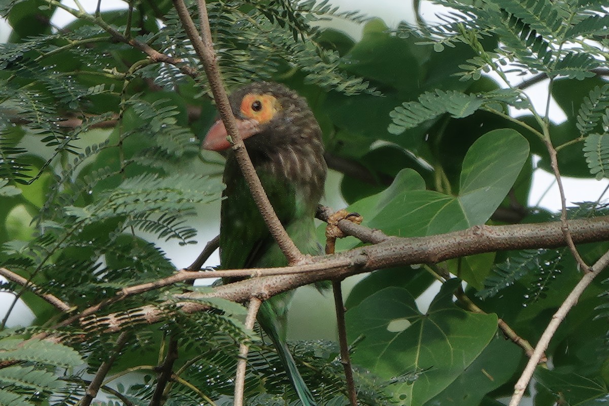 ミドリオオゴシキドリ - ML645832001