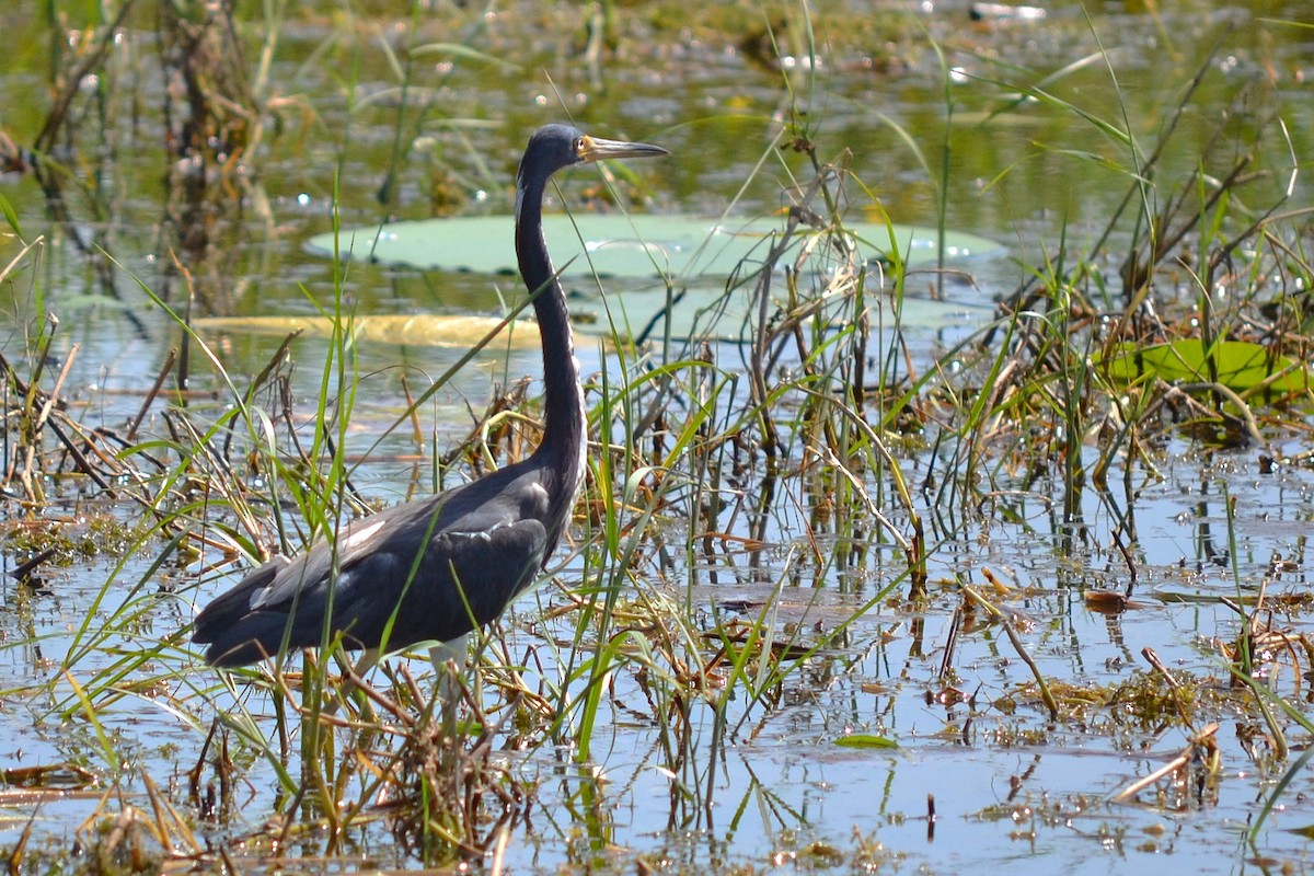 サンショクサギ - ML645832003