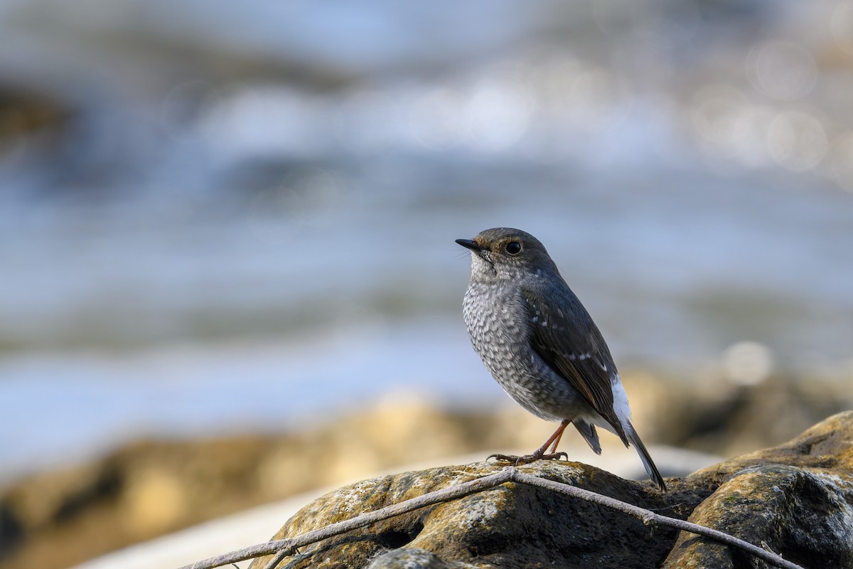 Plumbeous Redstart - ML645832004