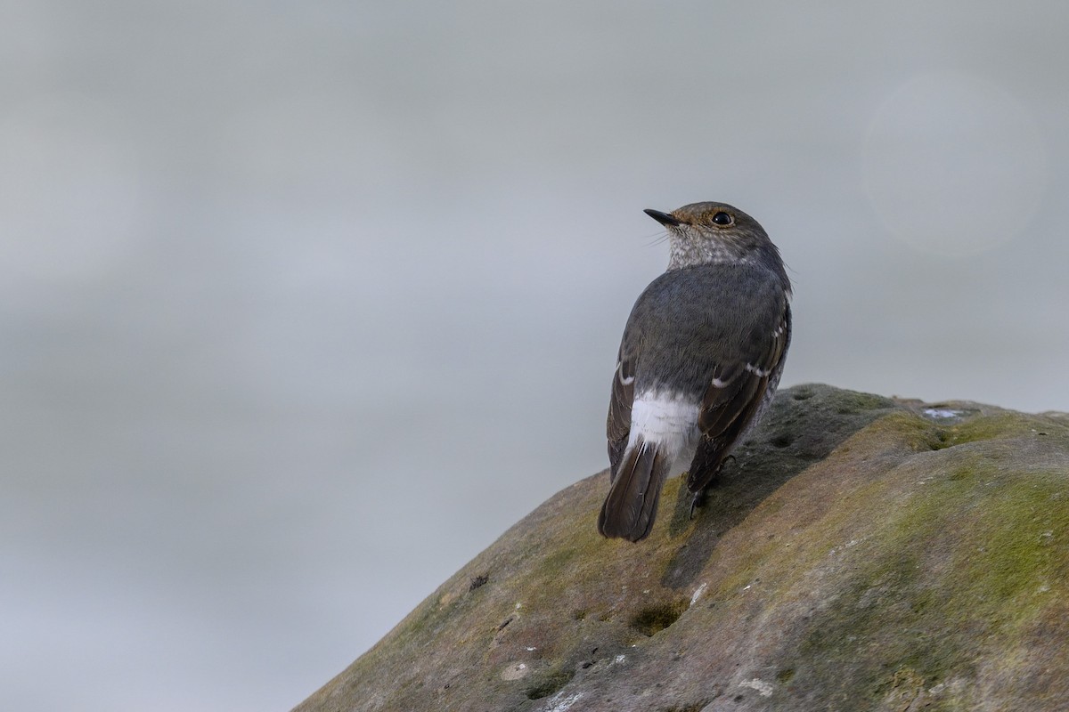 Plumbeous Redstart - ML645832005