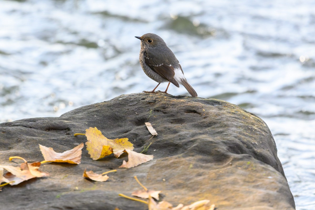Plumbeous Redstart - ML645832006