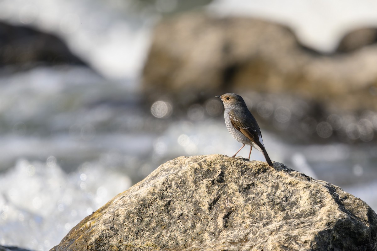 Plumbeous Redstart - ML645832007