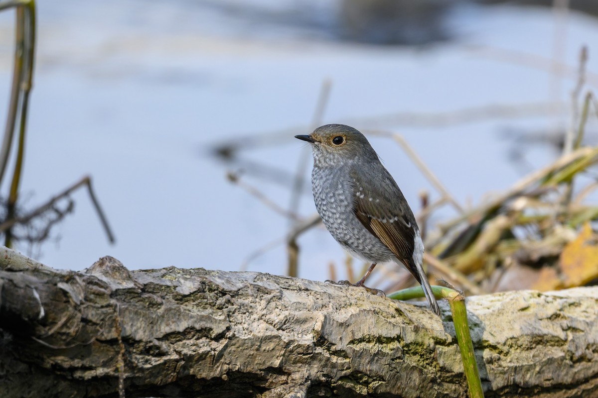Plumbeous Redstart - ML645832008