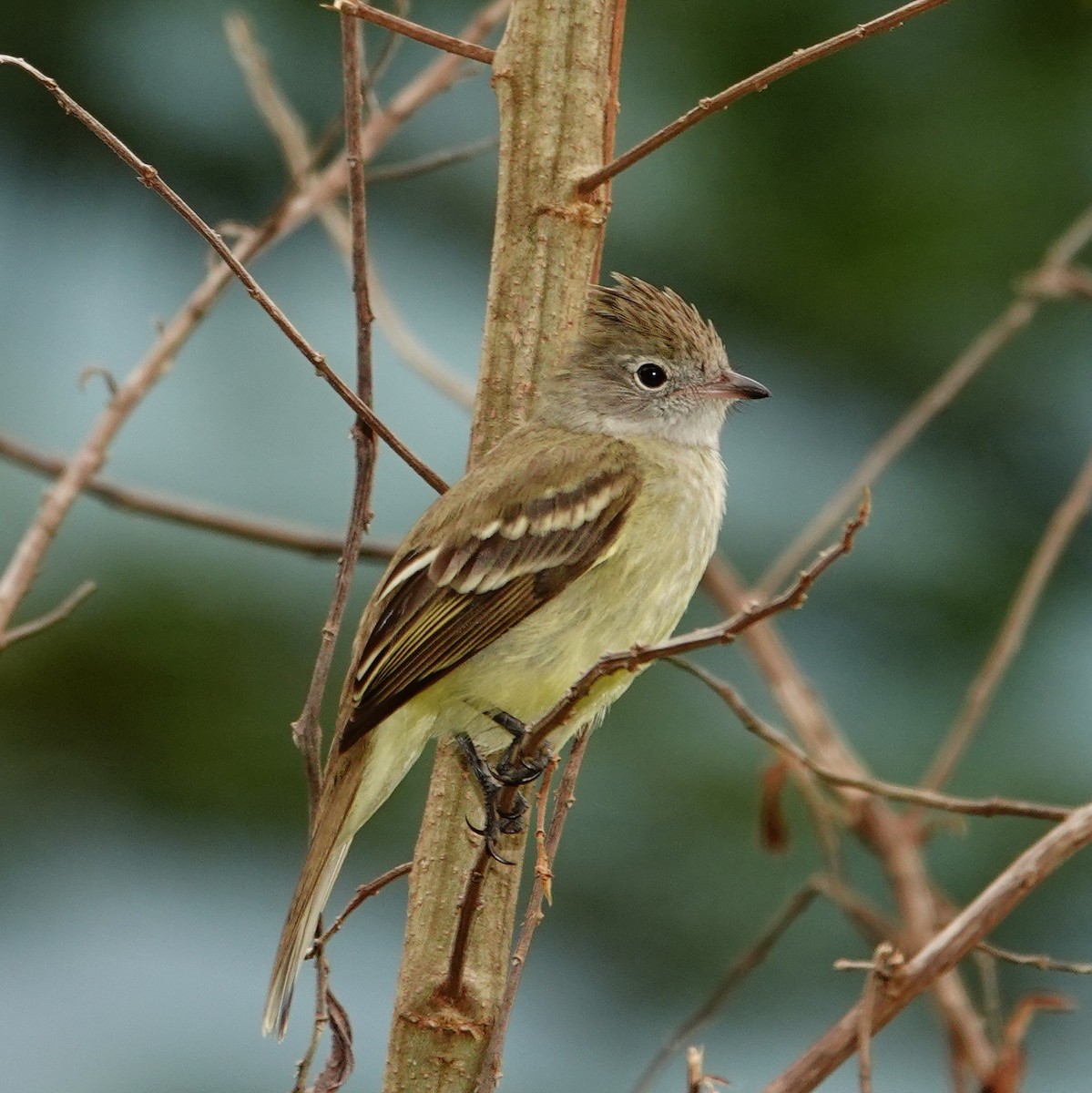 キバラシラギクタイランチョウ - ML645832009